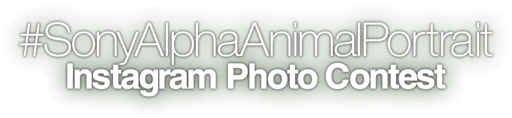 #SonyAlphaAnimalPortrait Instagram Photo Contest